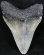 Bargain Juvenile Megalodon Tooth #24363-1